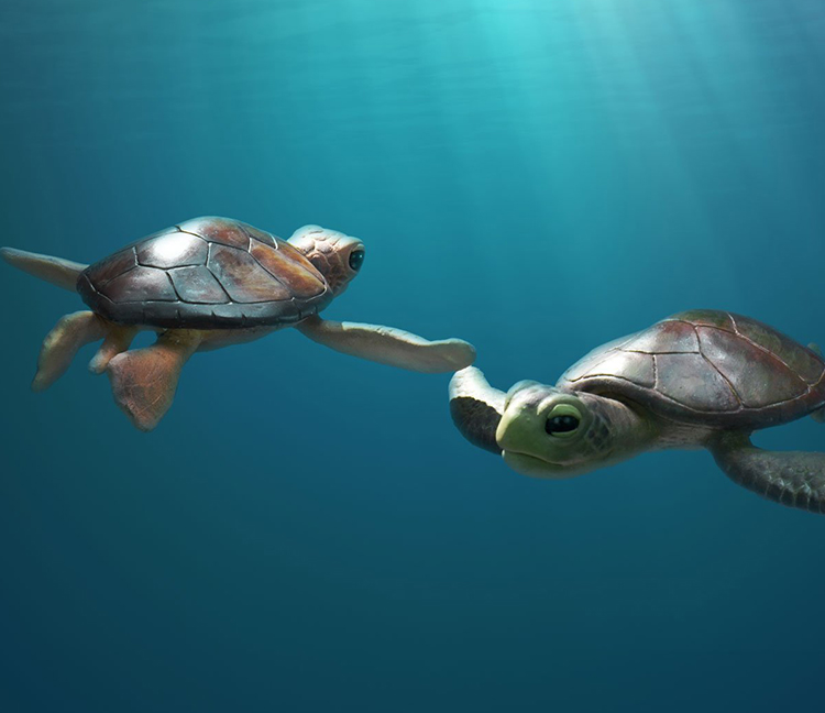 Une histoire de tortues
